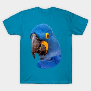 Hyacinth Macaw T-Shirt